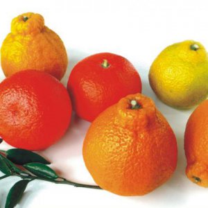 丹棱不知火桔橙水果是怎么成功的？