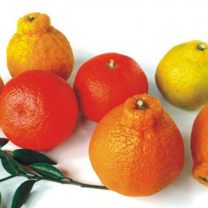 桔橙产品推广品牌营销策划形象设计