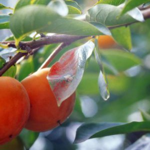 蔬菜种子企业击败拳头品种的方法