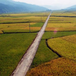 成都策划公司谈国产饮料走不出国门的原因